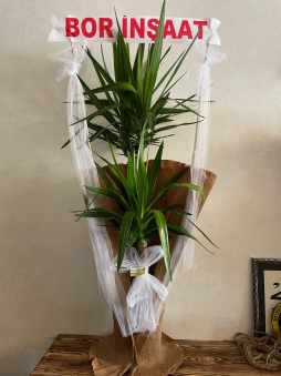 yucca 1.50 cm 